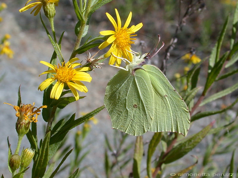 Gonepteryx rhamni ?